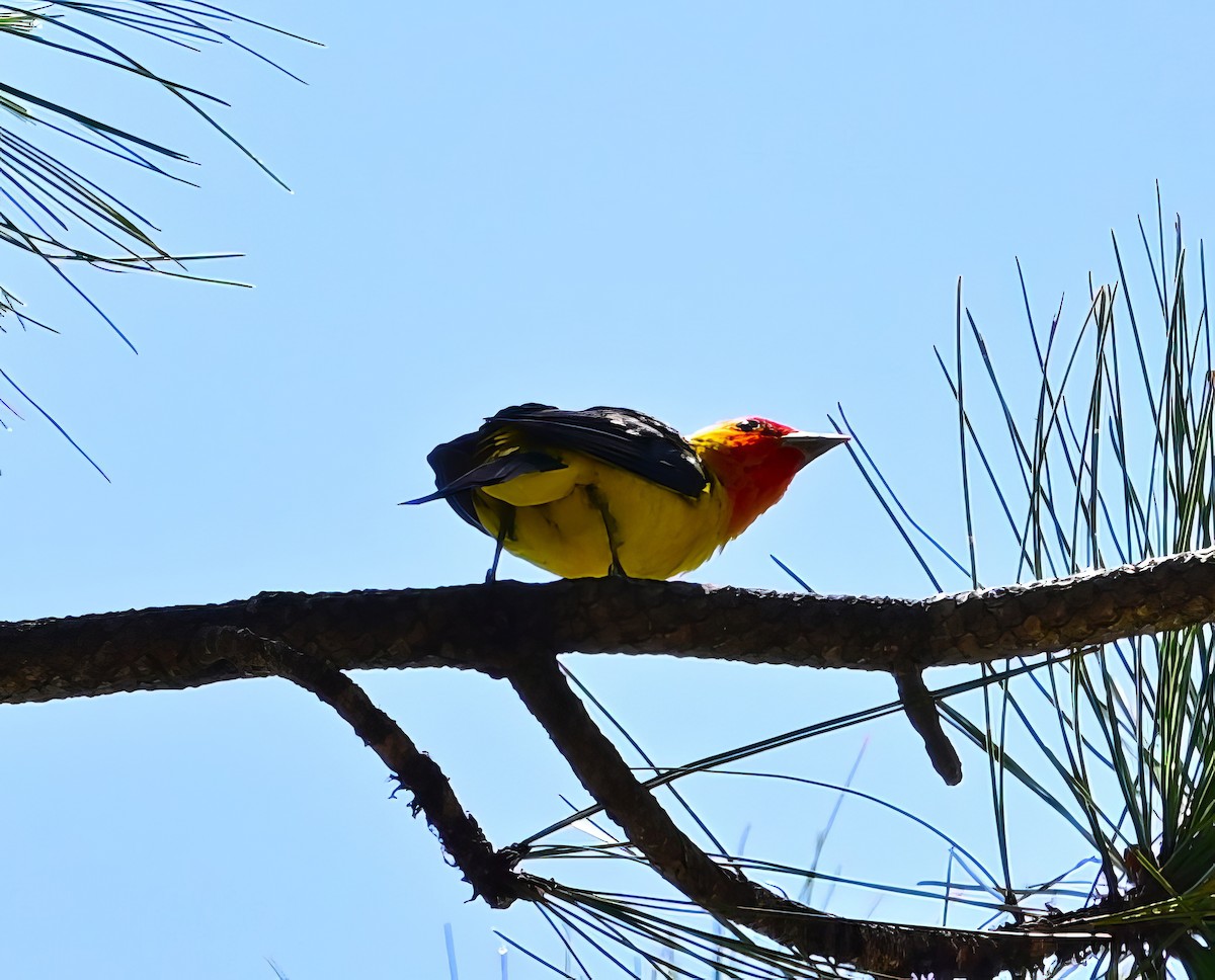 Western Tanager - ML596817301