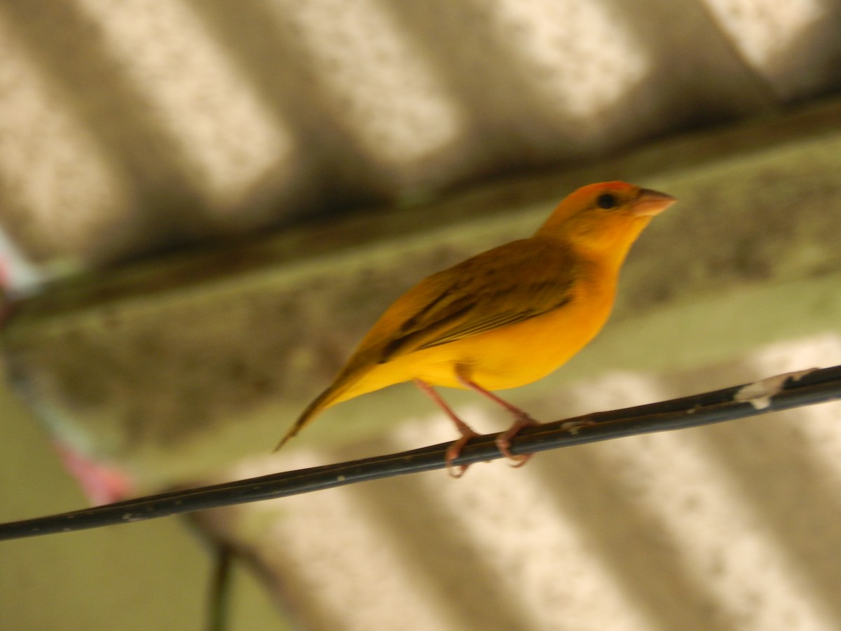 Orange-fronted Yellow-Finch - ML596817431