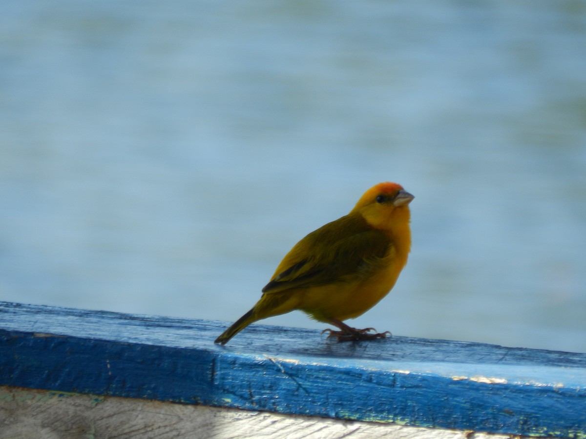 Orange-fronted Yellow-Finch - ML596817441