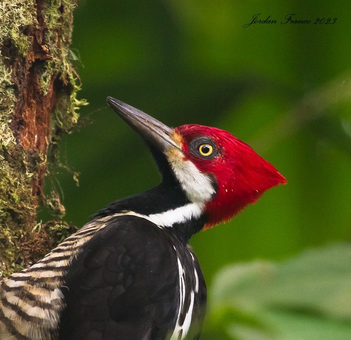 Guayaquil Woodpecker - ML596818941