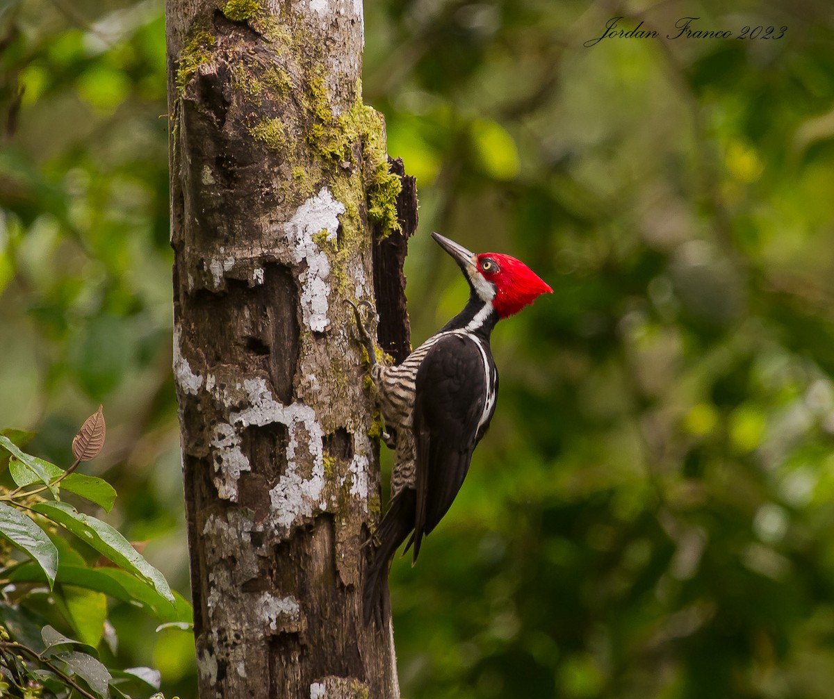 Guayaquil Woodpecker - ML596818951