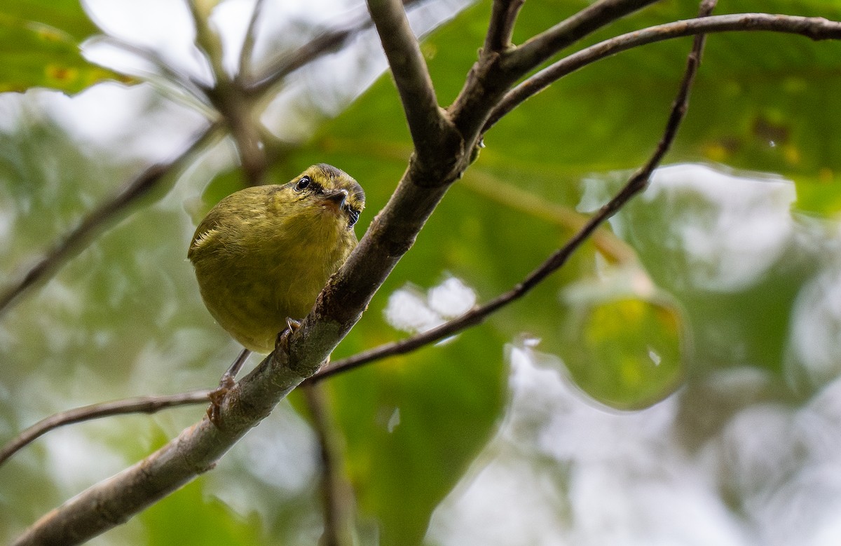 Mountain Leaf Warbler - Forest Botial-Jarvis