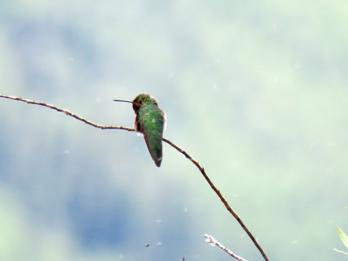 Broad-tailed Hummingbird - ML596821151