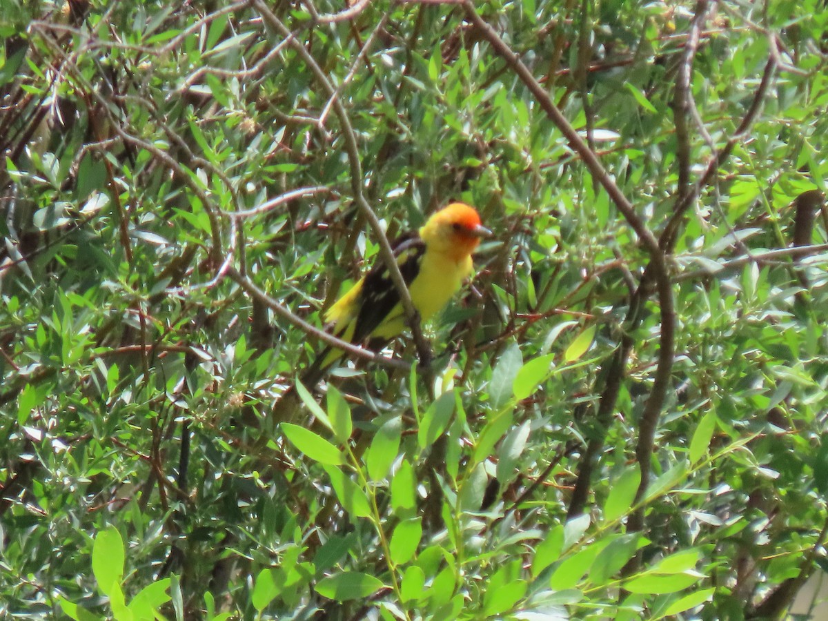 Western Tanager - ML596821391