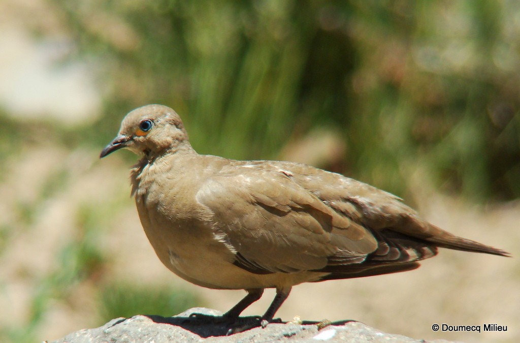 Black-winged Ground Dove - ML59682201