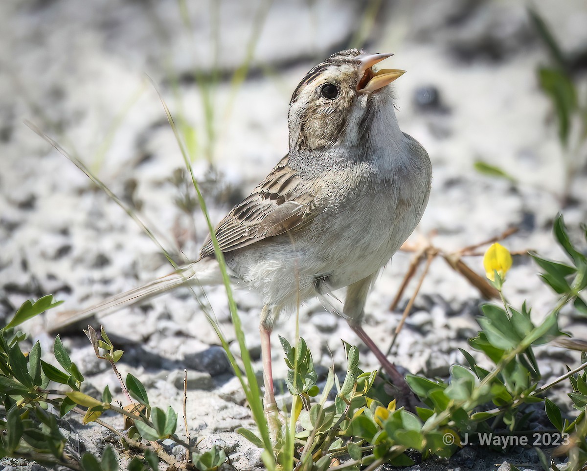 Clay-colored Sparrow - ML596822421