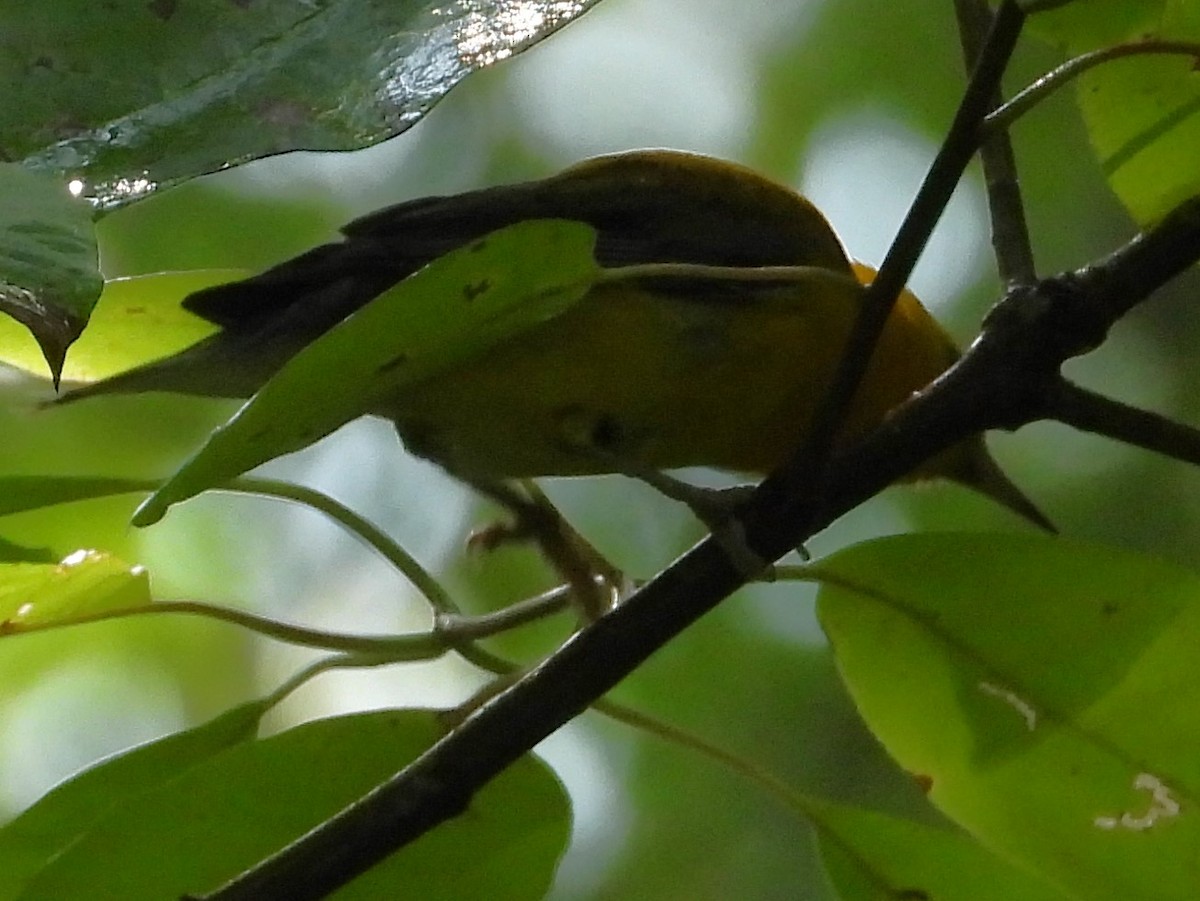 Prothonotary Warbler - ML596823701