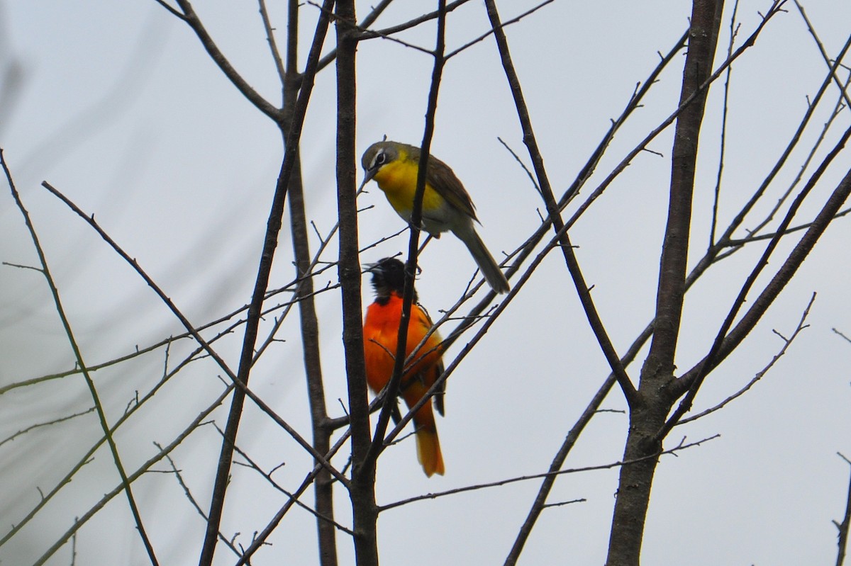 Yellow-breasted Chat - ML59682731