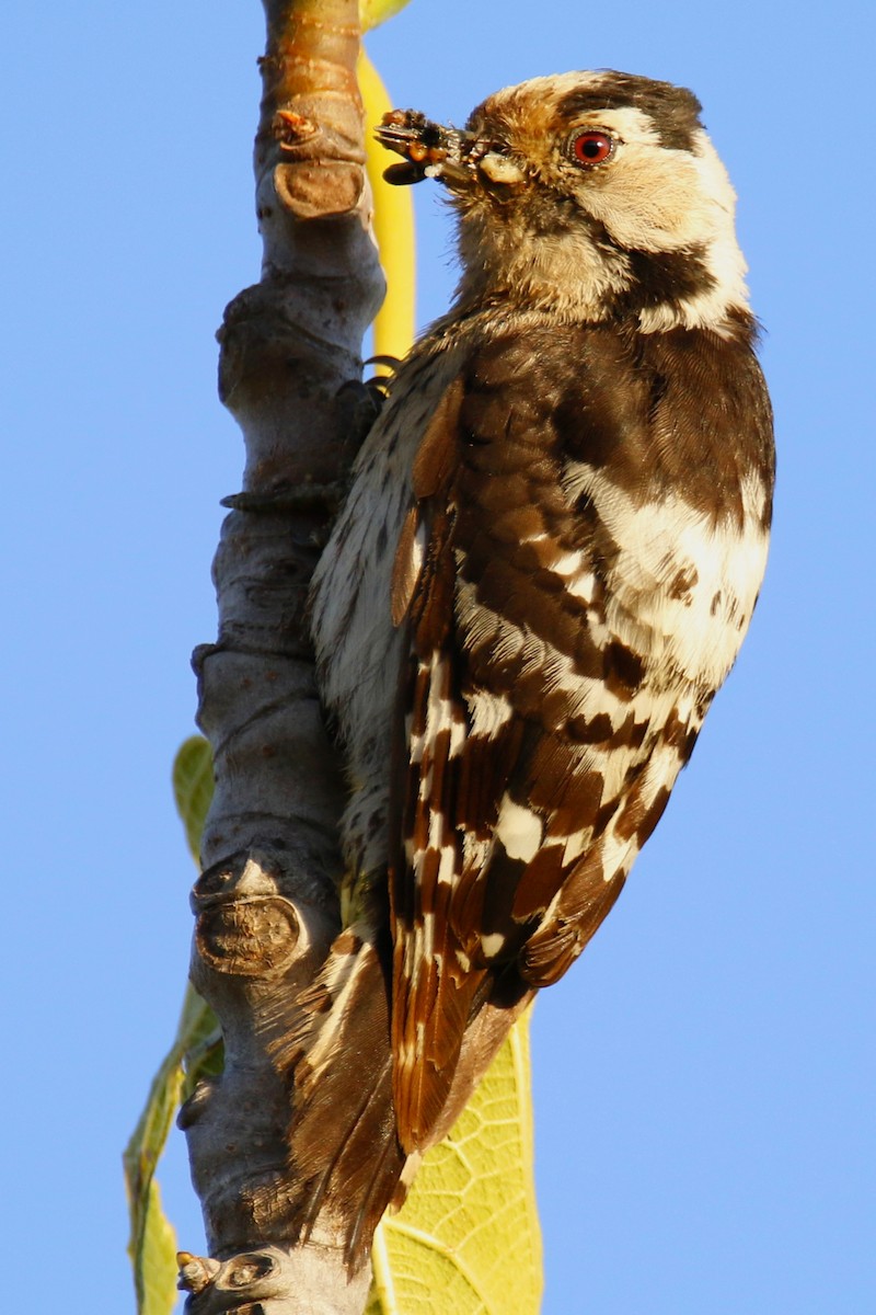 Lesser Spotted Woodpecker - Tiago Guerreiro