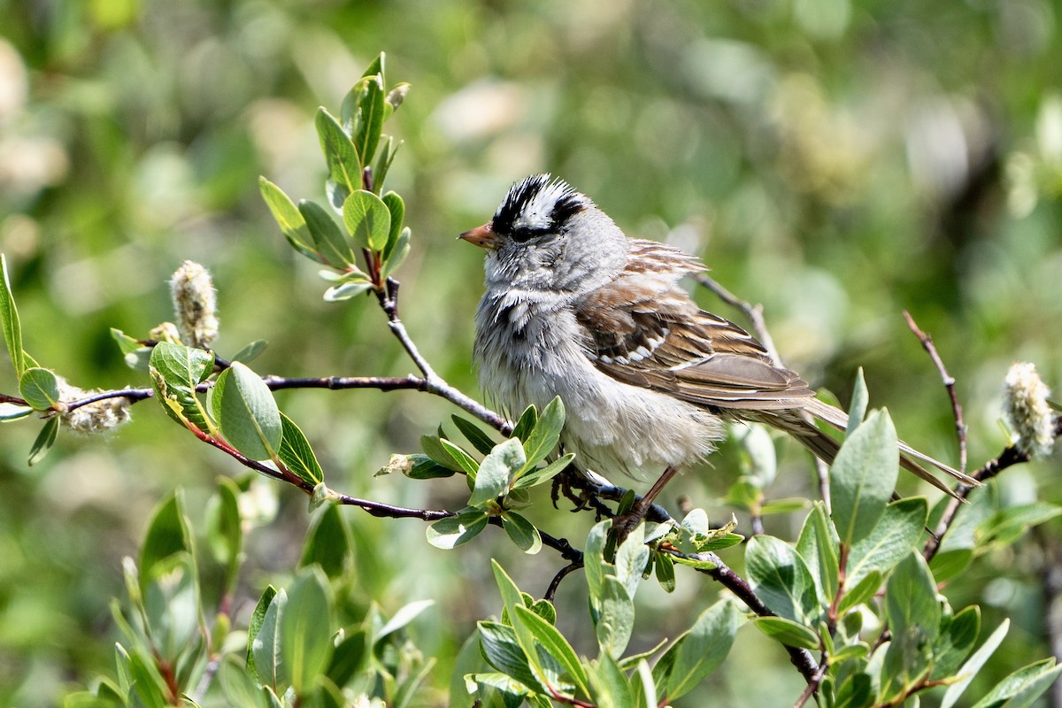 White-crowned Sparrow (oriantha) - ML596837191