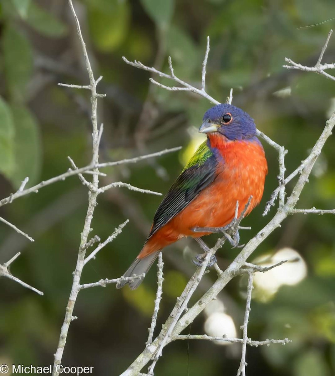 Painted Bunting - ML596844981