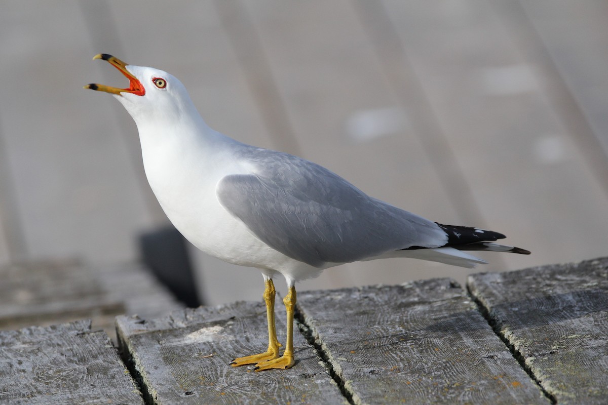 Ring-billed Gull - Quinten Wiegersma