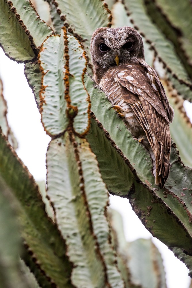 African Wood-Owl - ML59685041