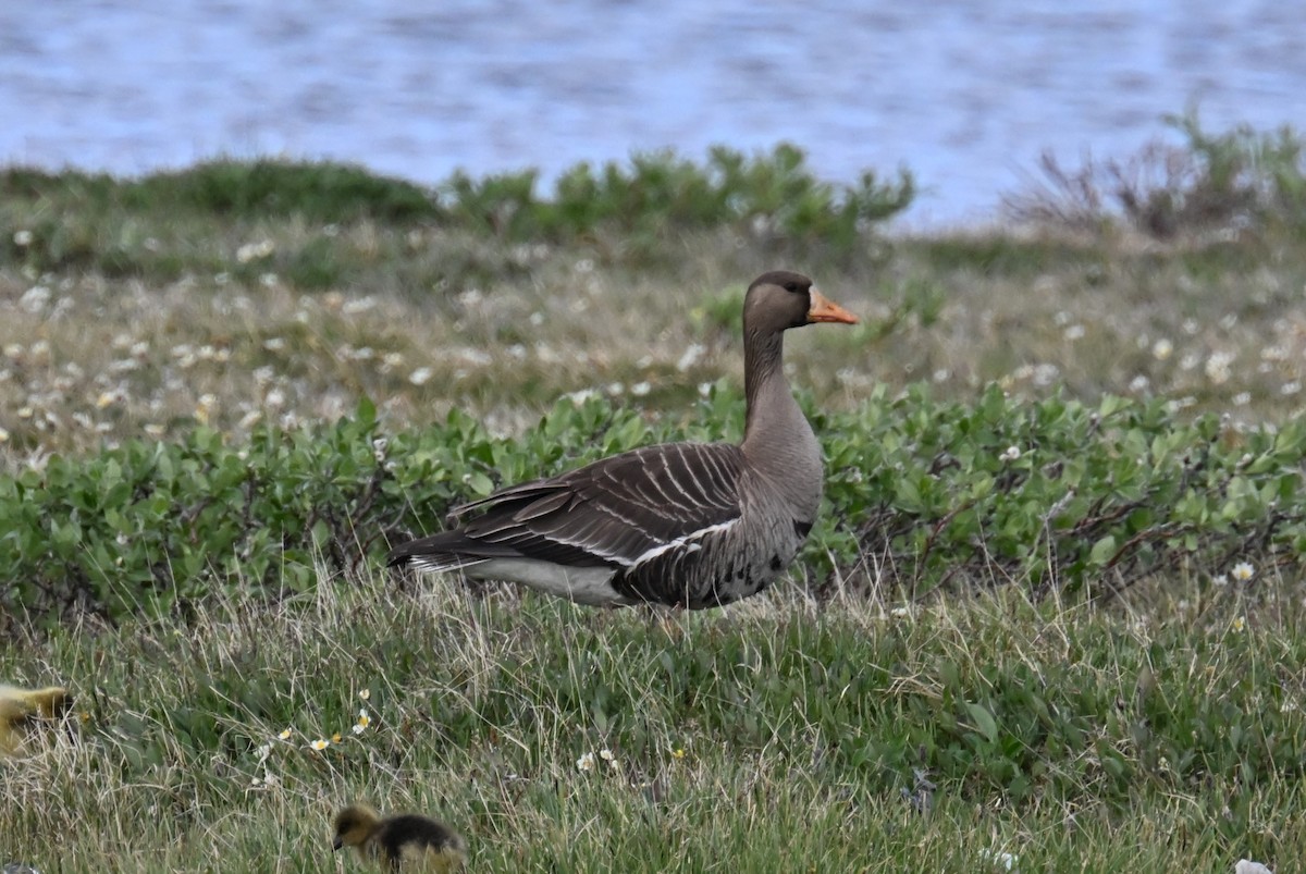 Greater White-fronted Goose - ML596851931