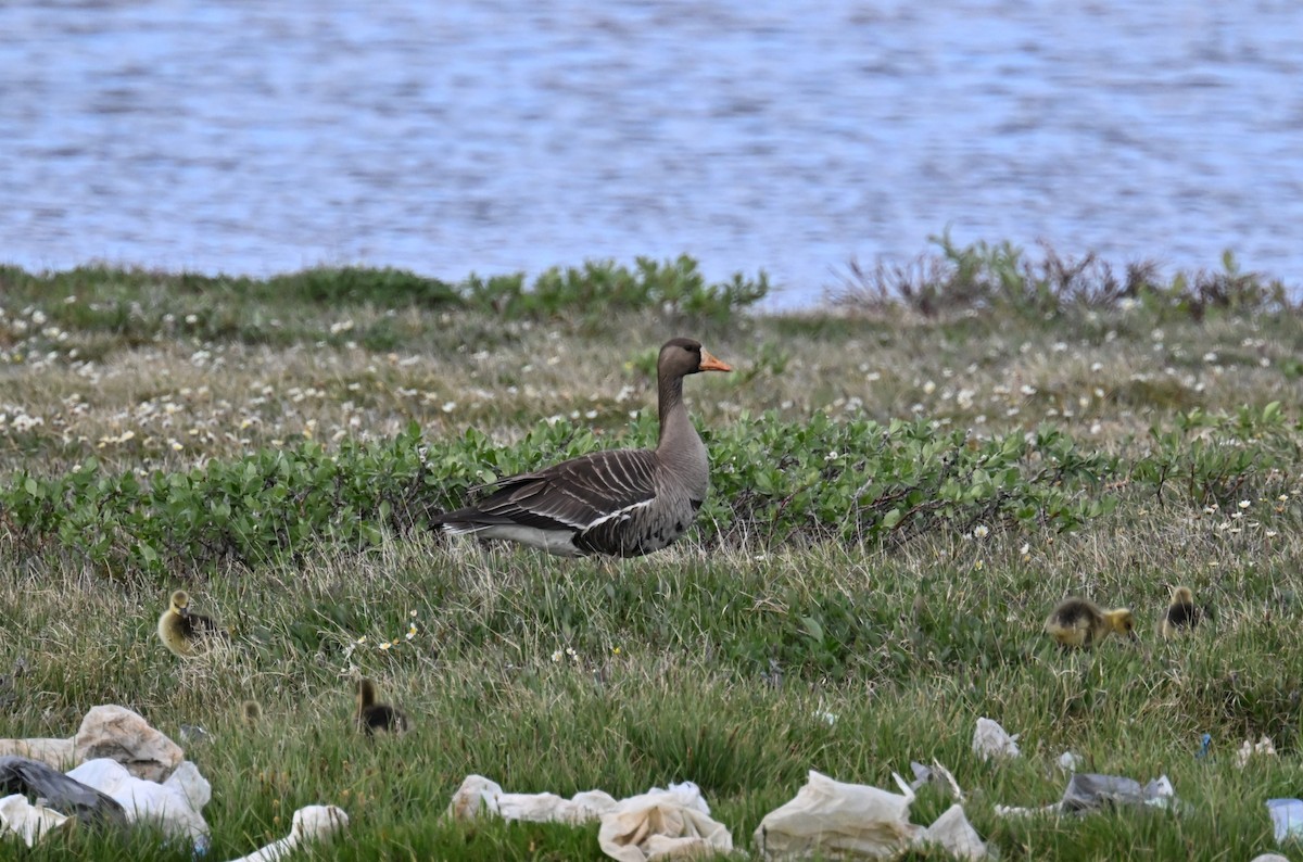 Greater White-fronted Goose - ML596851981