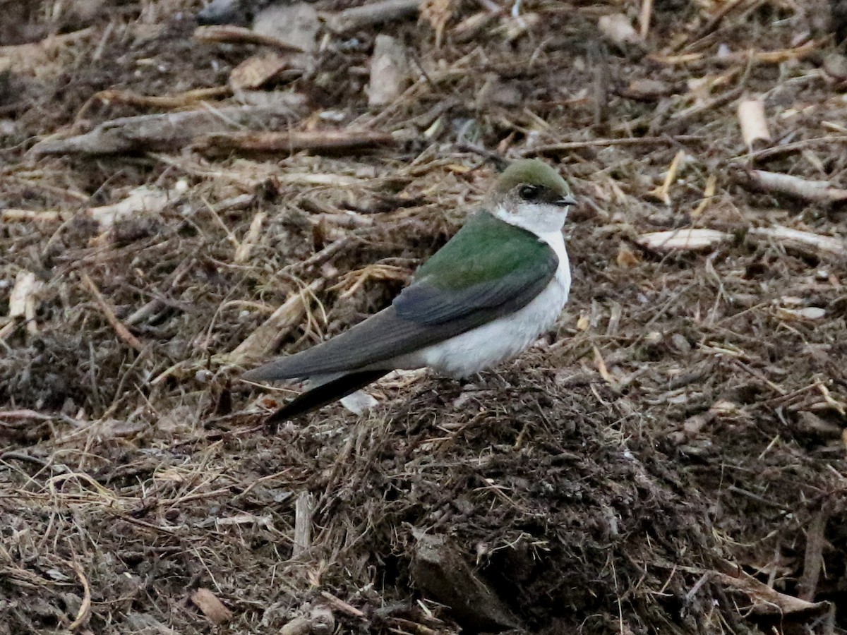 Violet-green Swallow - ML59685931