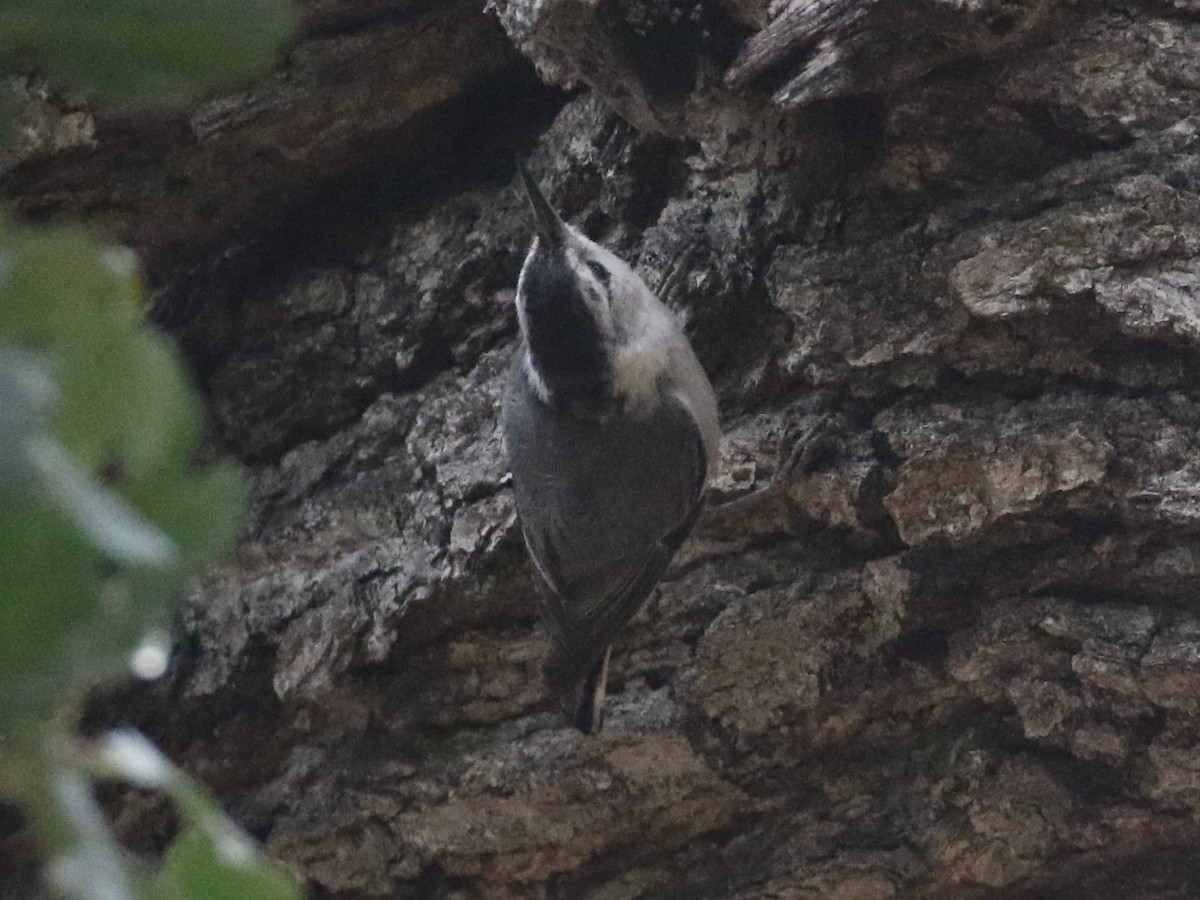 White-breasted Nuthatch - Steve Calver