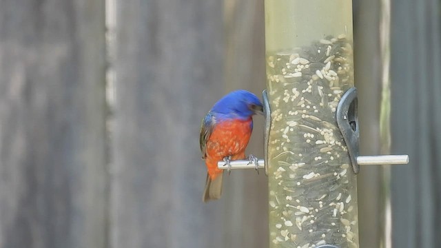 Painted Bunting - ML596861101
