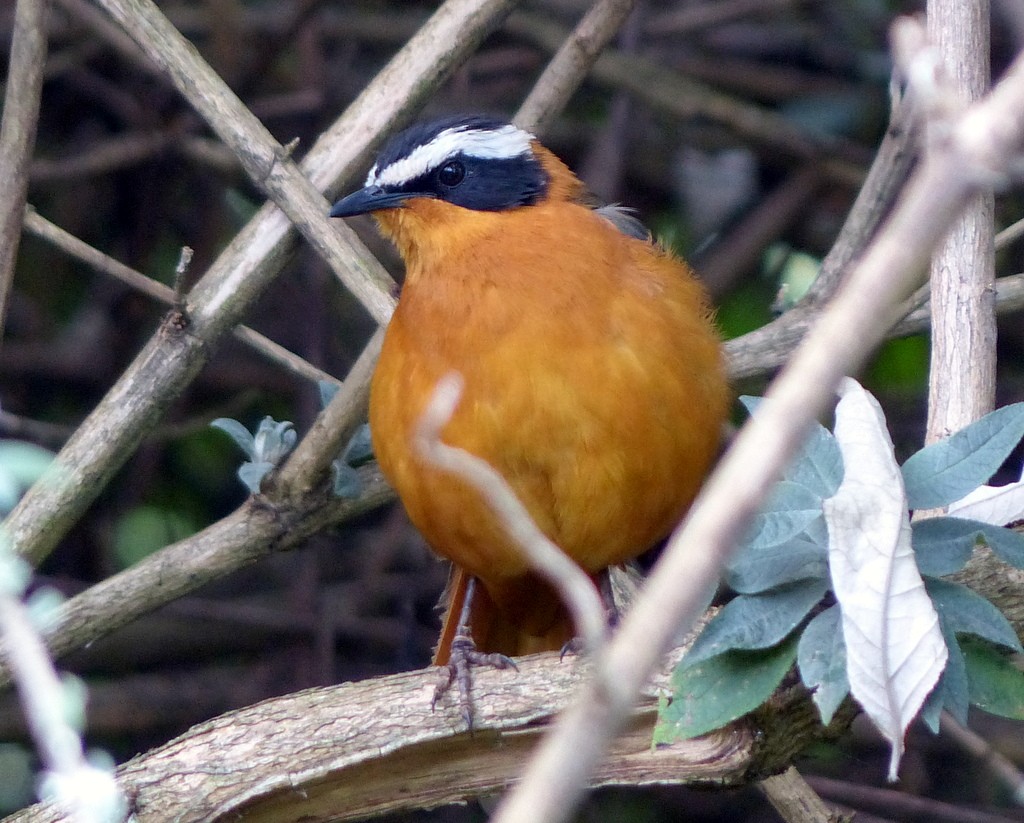 White-browed Robin-Chat - ML596862311