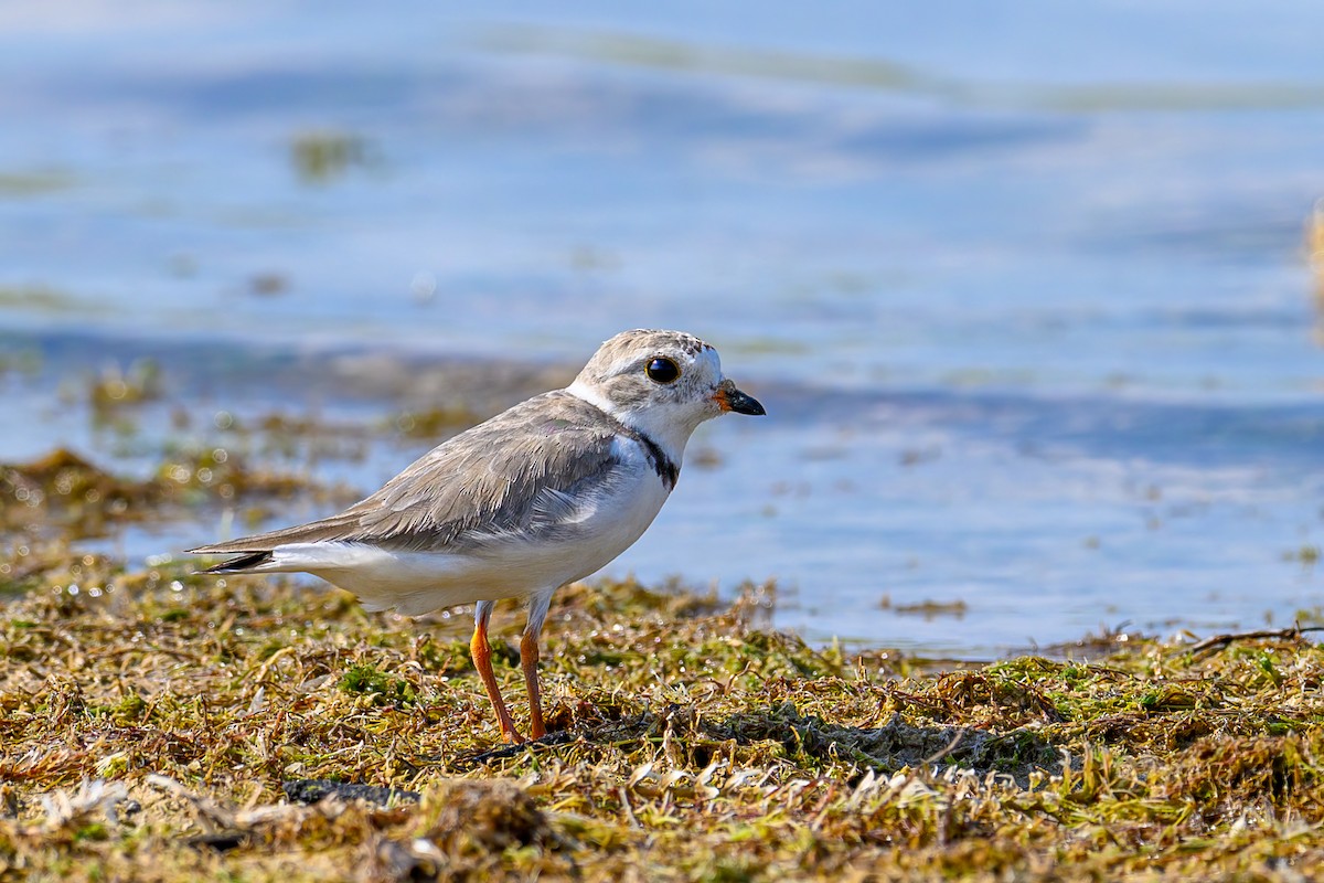 Piping Plover - ML596862691