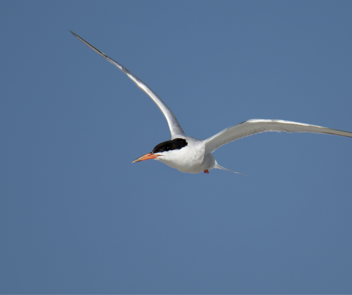 Common Tern - ML596864921