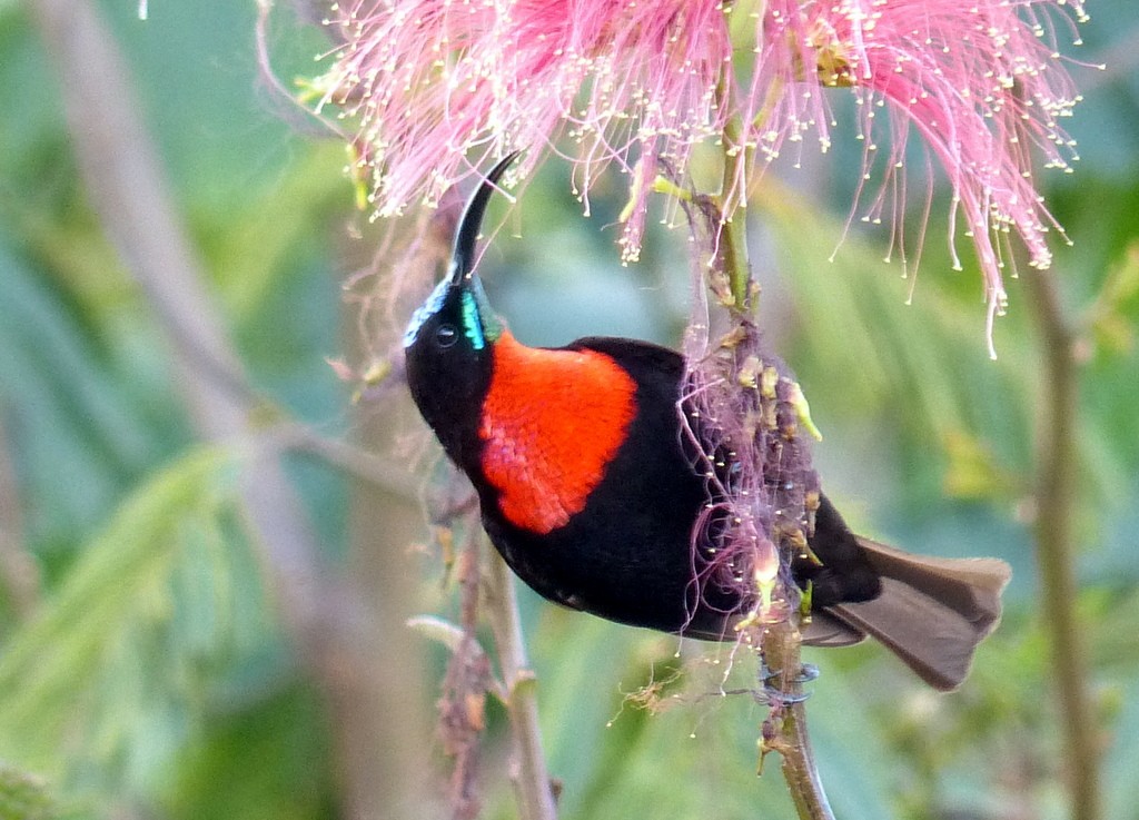 Scarlet-chested Sunbird - ML596866191