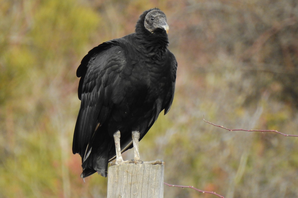 Black Vulture - ML596867421