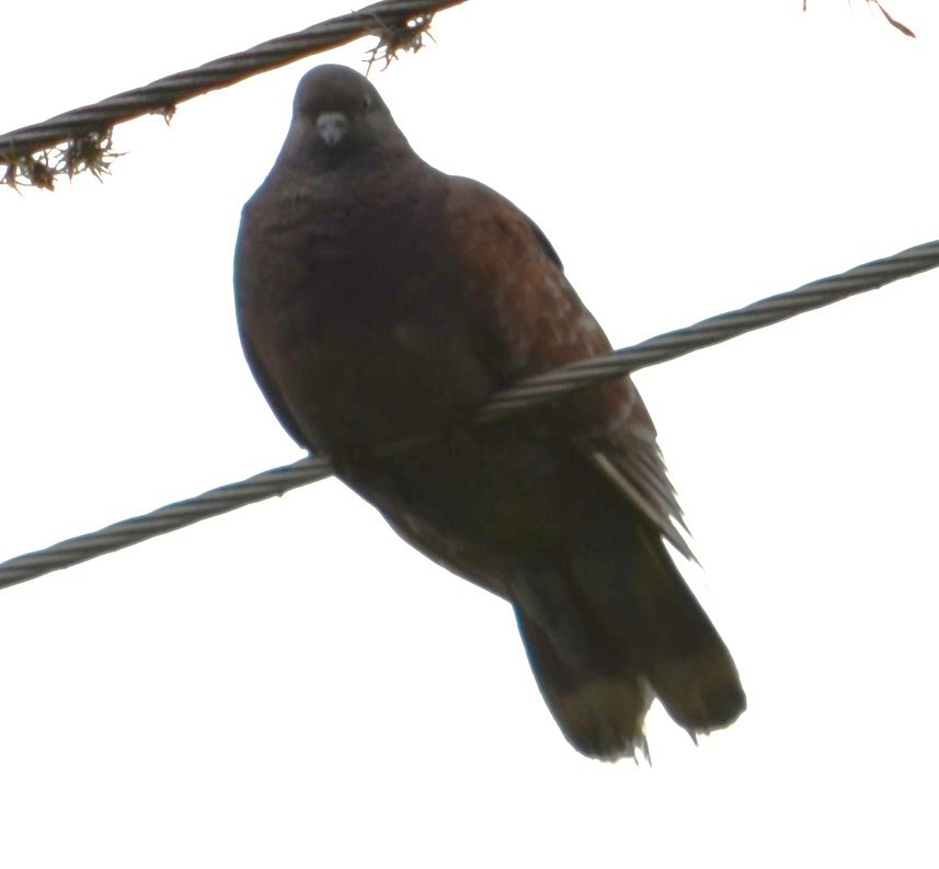 Pale-vented Pigeon - ML596871161