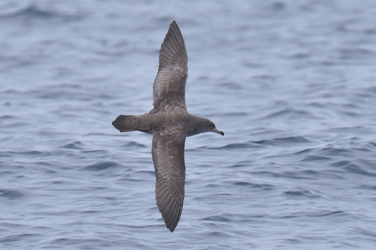 Pink-footed Shearwater - ML596871991