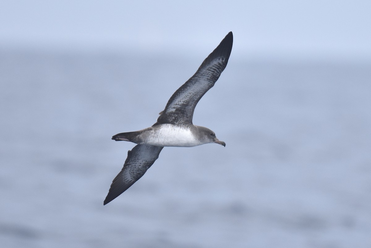 Pink-footed Shearwater - ML596872161