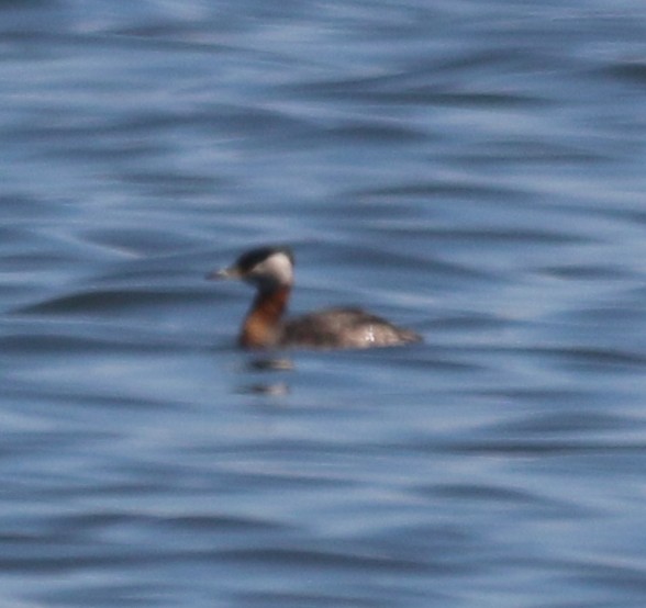 Red-necked Grebe - ML59687281