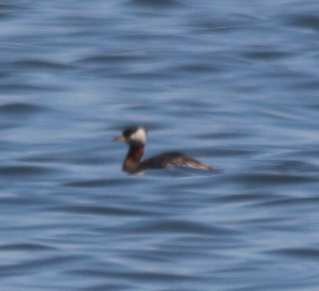 Red-necked Grebe - ML59687291
