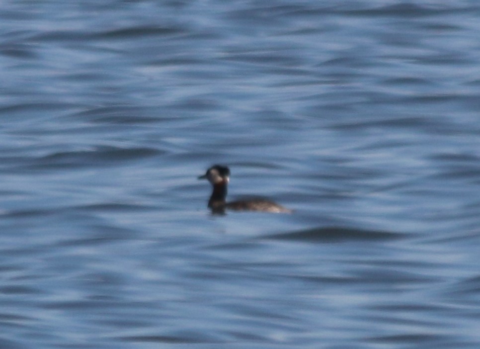 Red-necked Grebe - ML59687301