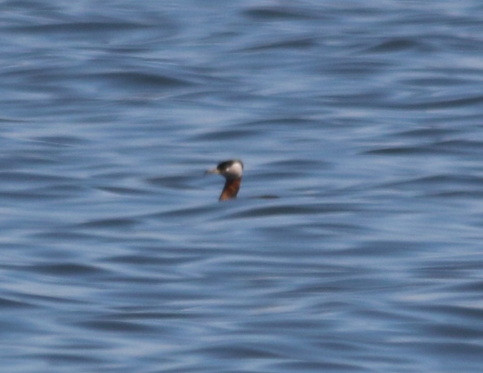 Red-necked Grebe - ML59687311