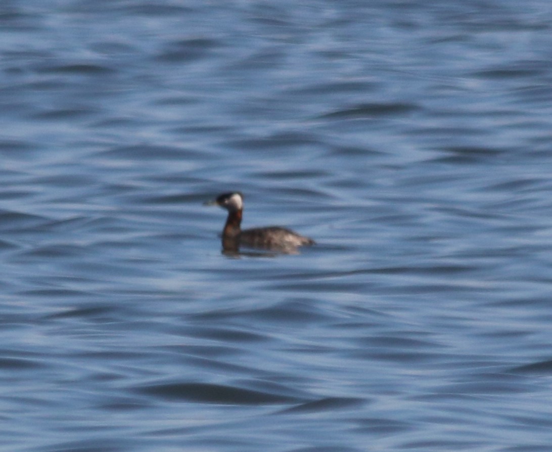 Red-necked Grebe - ML59687321