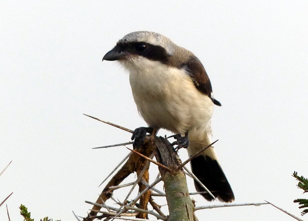 Mackinnon's Shrike - ML596875581