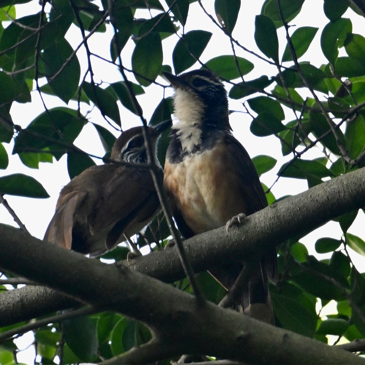 Greater Necklaced Laughingthrush - ML596875671