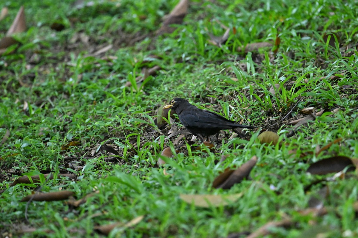 Chinese Blackbird - ML596875801