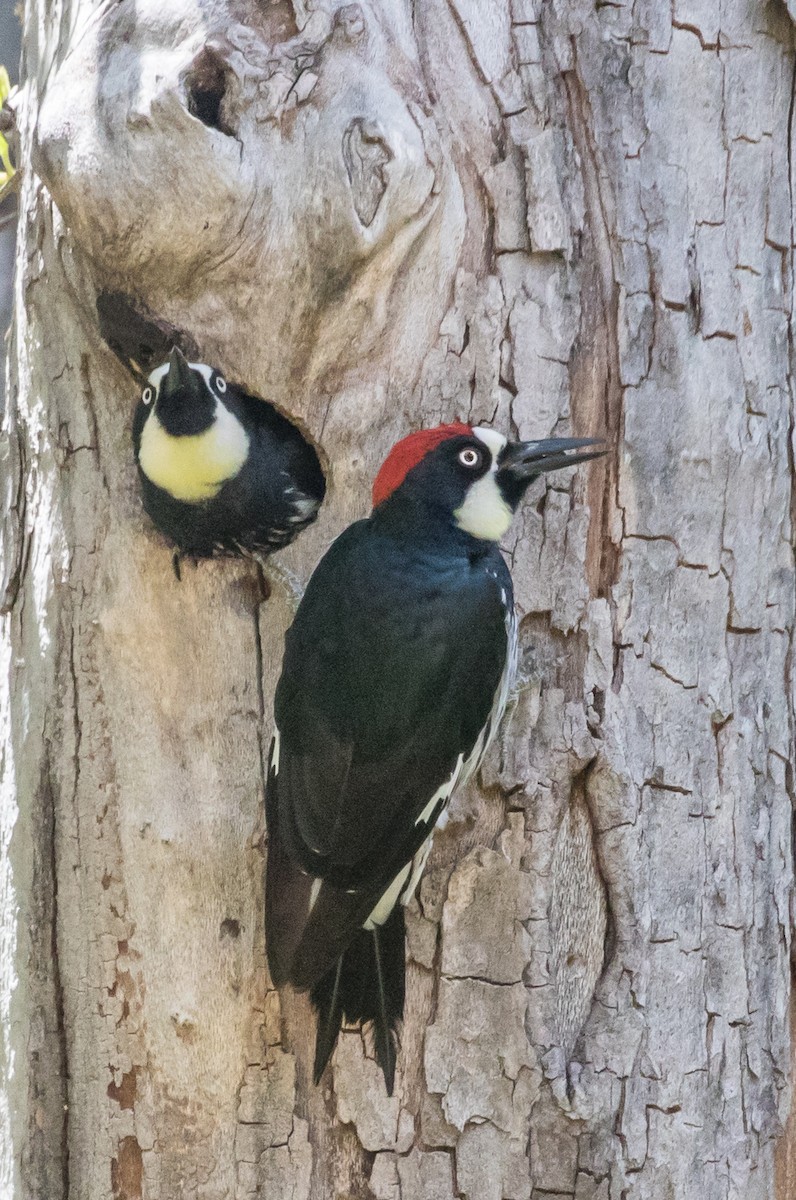 Acorn Woodpecker - ML59687831