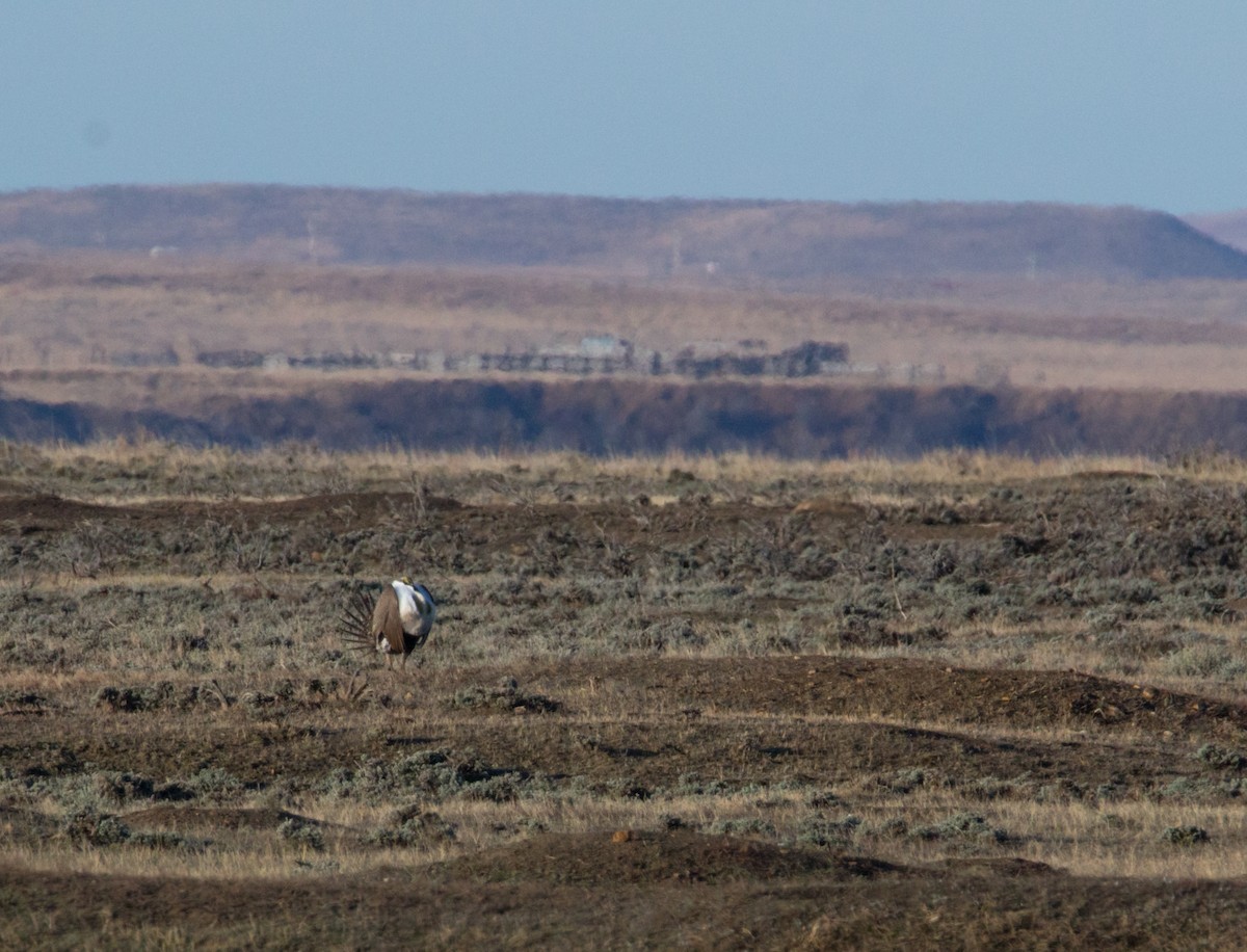 Greater Sage-Grouse - ML596884401