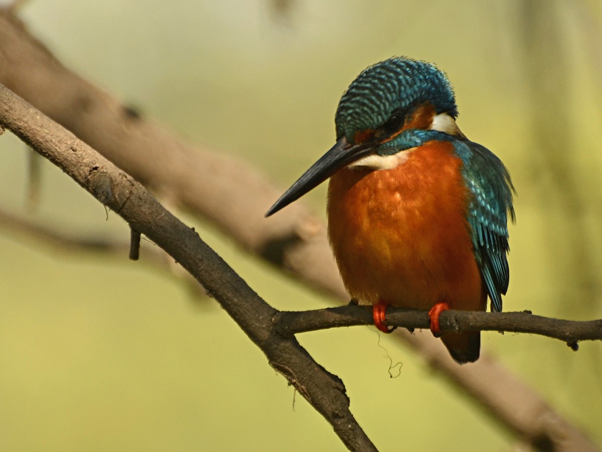 Common Kingfisher - Panchapakesan Jeganathan