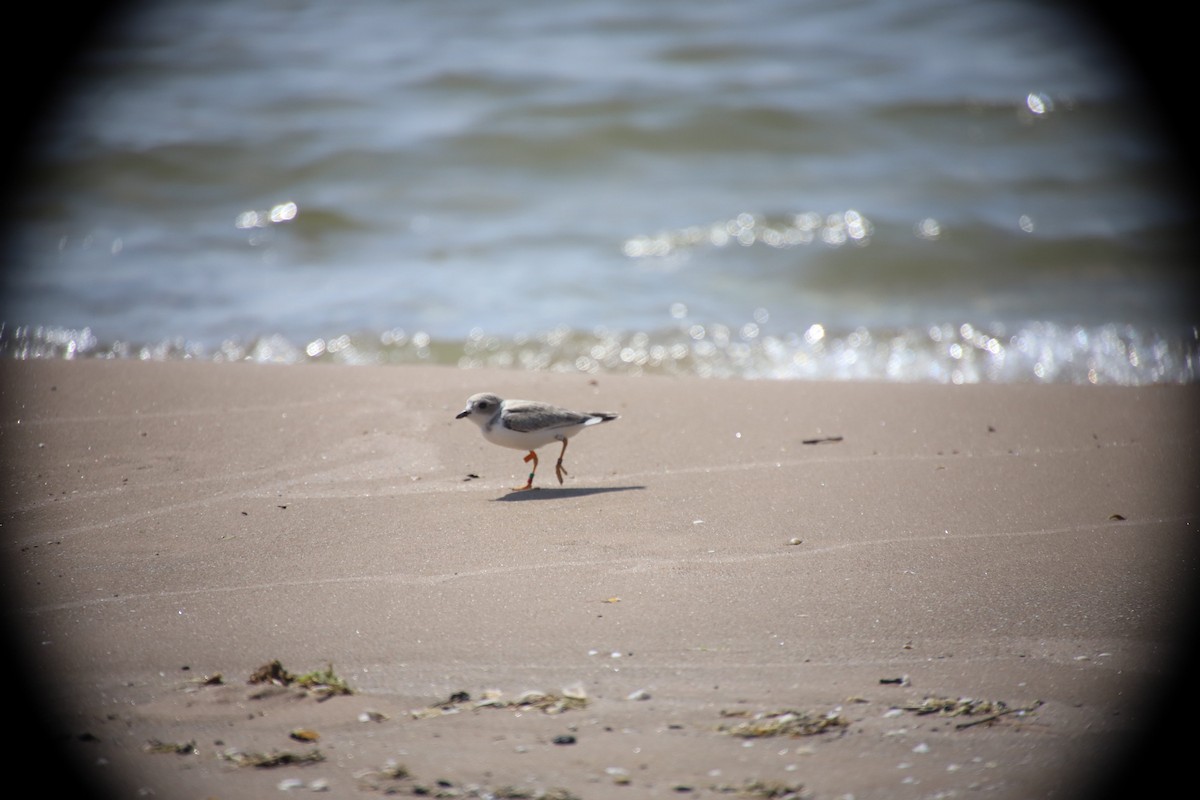 Piping Plover - ML596889931