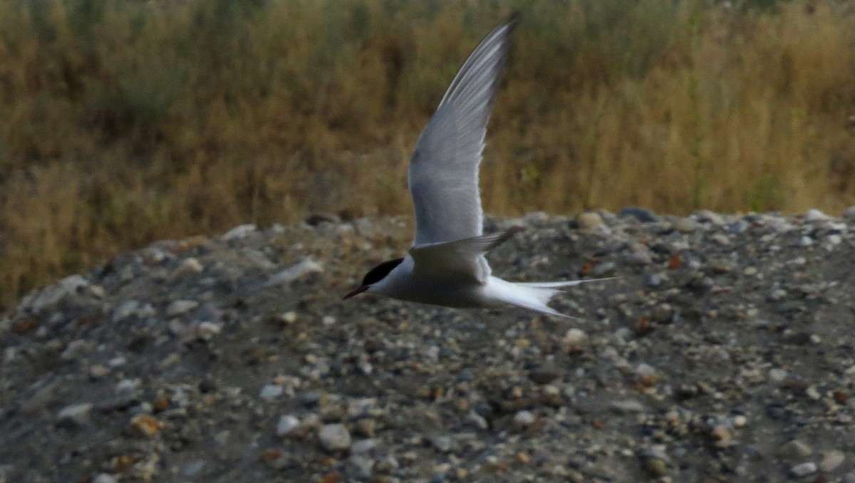 Arctic Tern - ML596891491