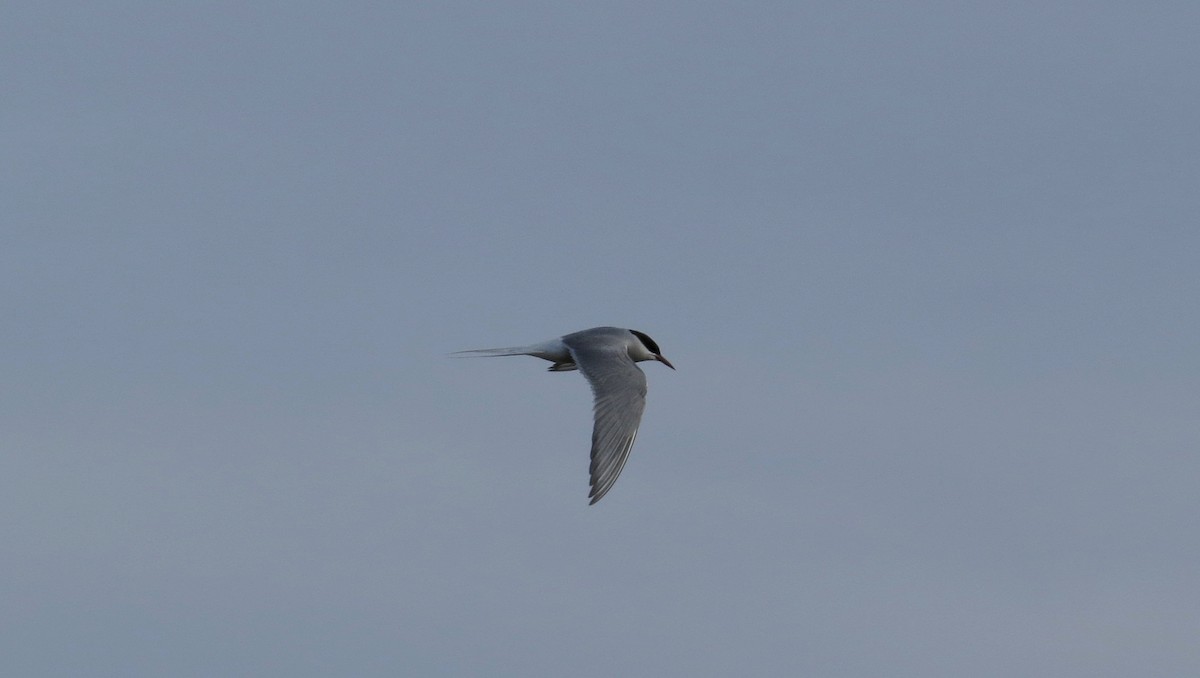 Arctic Tern - ML596892041