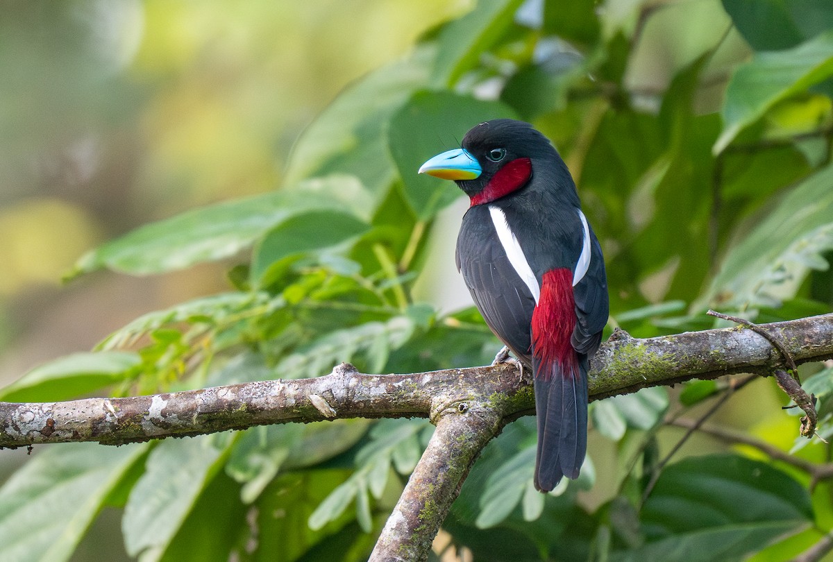 Black-and-red Broadbill (Black-and-red) - ML596896981