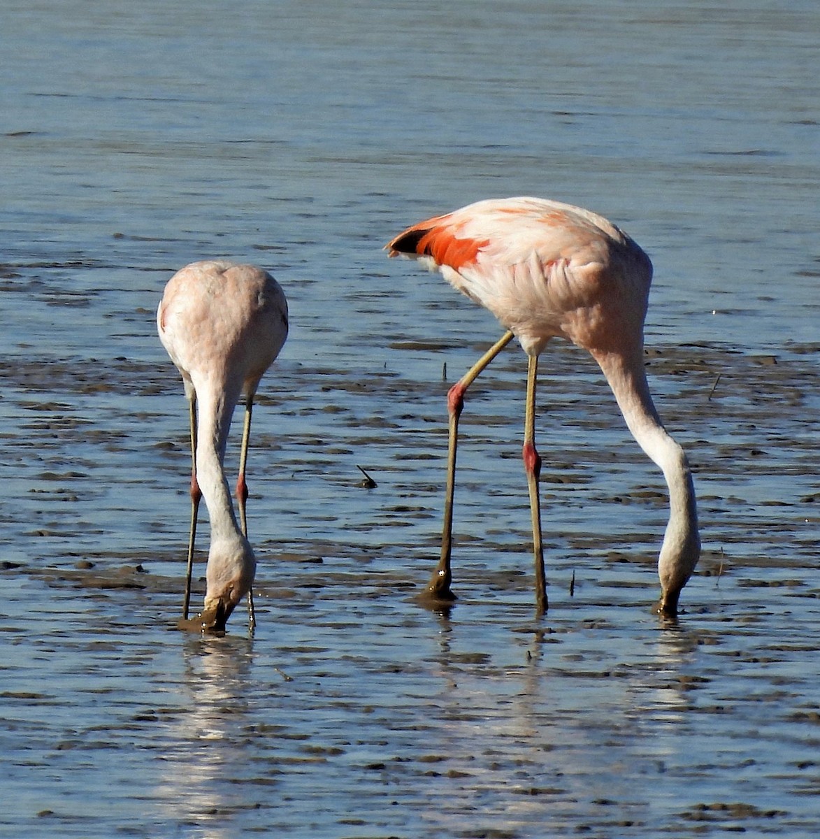 Chilean Flamingo - ML596898311