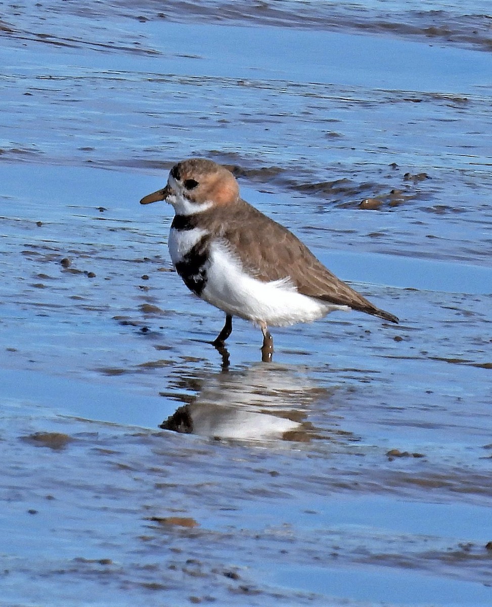 Two-banded Plover - ML596898461
