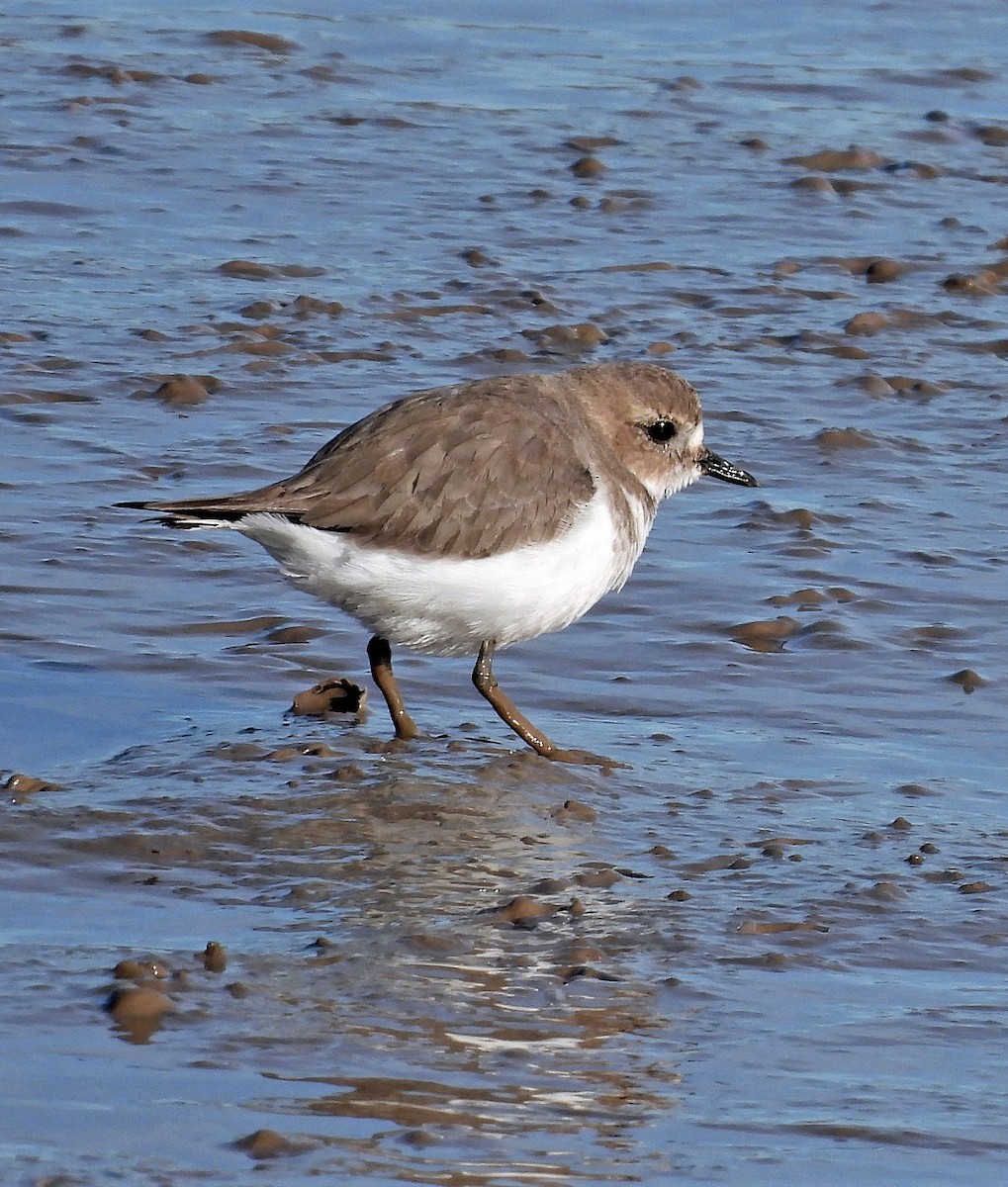 Two-banded Plover - ML596898471