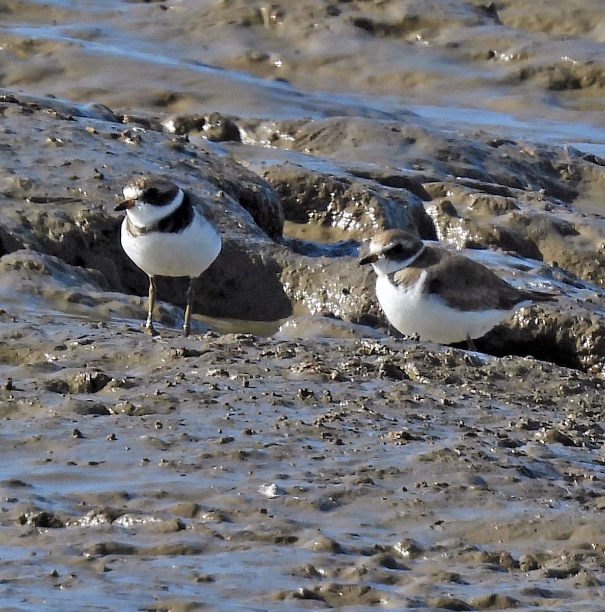 Semipalmated Plover - ML596898551