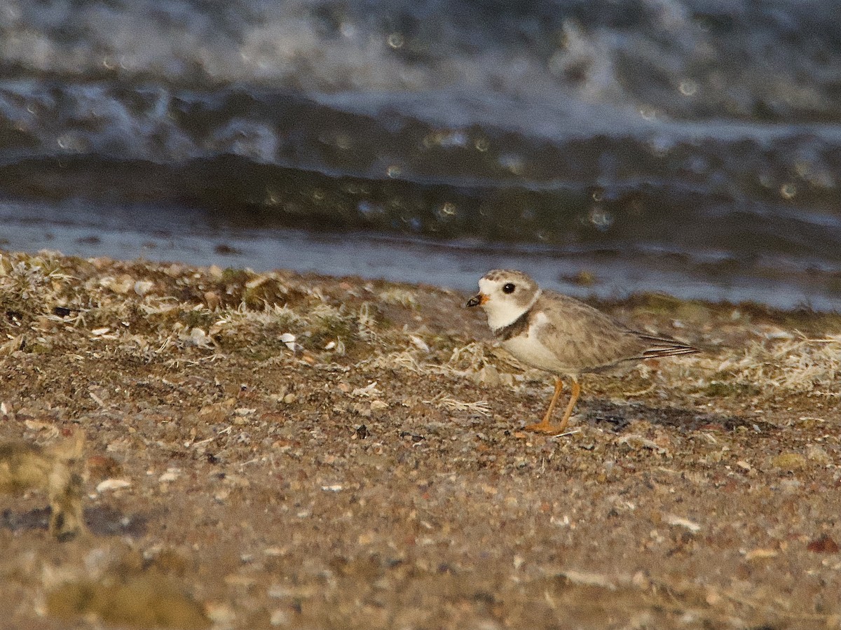 Piping Plover - ML596899721